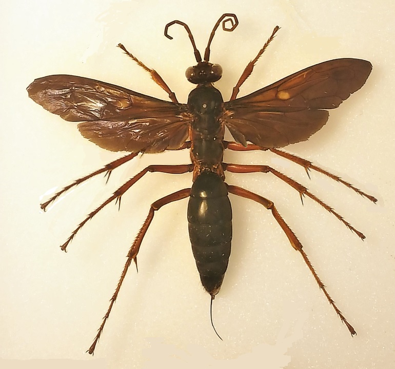 An insect with an extra pair of photoshopped legs pretending to be a winged spider